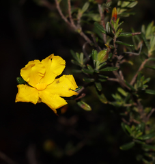 Hibbertia hypericoides hypericoides