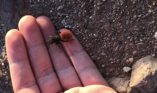 Magnificent Velvet Ant photo 3