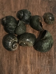 Pomacea canaliculata