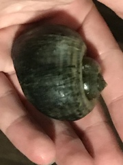 Pomacea canaliculata