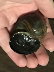 Pomacea canaliculata