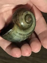 Pomacea canaliculata
