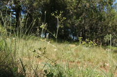 Trinia biebersteinii