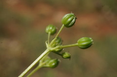 Trinia biebersteinii