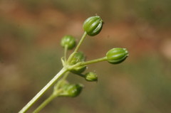 Trinia biebersteinii