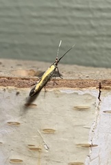 Coleophora deauratella