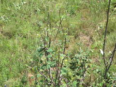 Cotoneaster tauricus