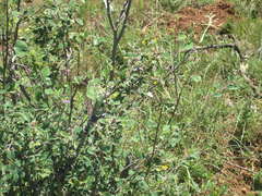 Cotoneaster tauricus