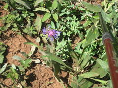 Centaurea fuscomarginata