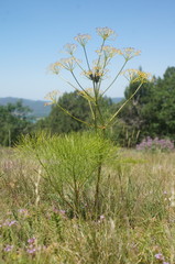Prangos trifida