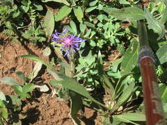 Centaurea fuscomarginata