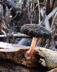 Pluteus perroseus