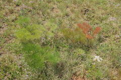 Prangos trifida