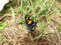 Elbella iphinous