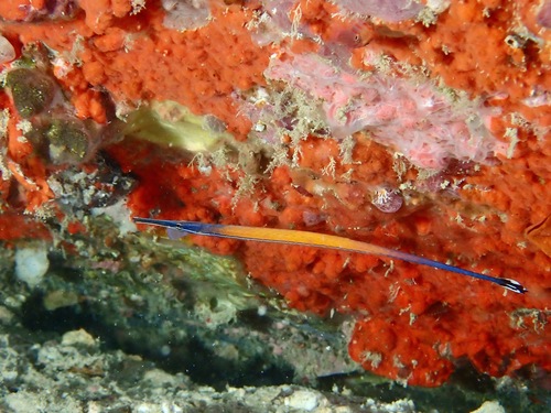 Cleaner pipefish (Doryrhamphus janssi) — Syngnathidae — 5
