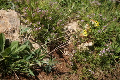 Anthyllis vulneraria boissieri