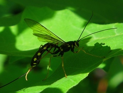 Megarhyssa nortoni