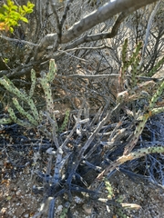 Cylindropuntia tesajo