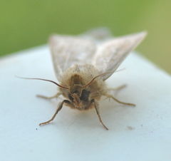 Mythimna ferrago