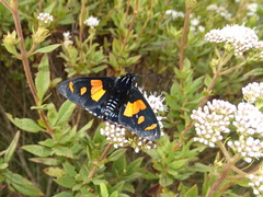 Elbella iphinous
