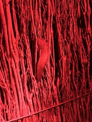 Pseudaneitea