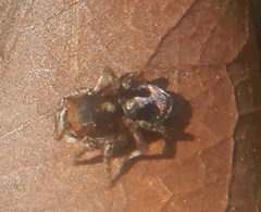 Maratus chrysomelas