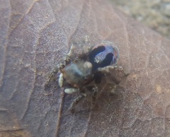 Maratus chrysomelas
