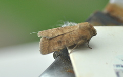 Hoplodrina octogenaria