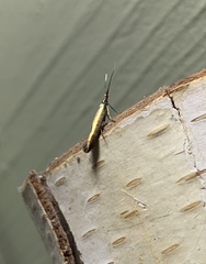 Coleophora deauratella