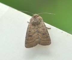 Hoplodrina octogenaria