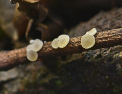 Lachnum lachnoderma