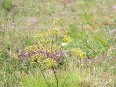 Prangos trifida
