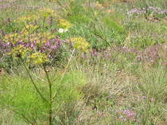 Prangos trifida