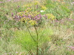 Prangos trifida