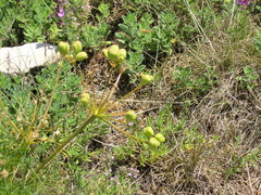 Prangos trifida
