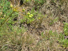 Prangos trifida