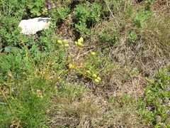 Prangos trifida