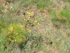 Prangos trifida