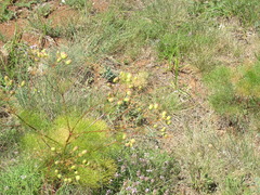 Prangos trifida