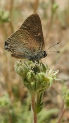 Satyrium