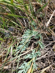 Juniperus horizontalis