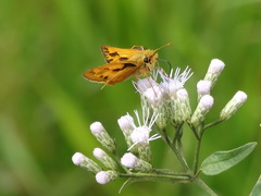 Hylephila phyleus phyleus