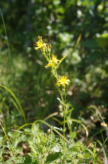Hypericum linarioides