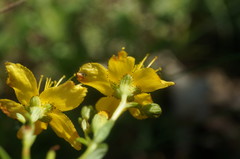 Hypericum linarioides