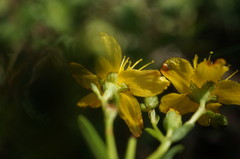 Hypericum linarioides