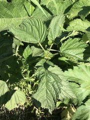 Urtica platyphylla