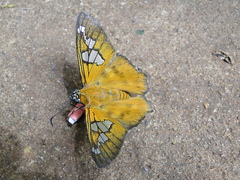 Myscelus epimachia
