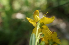 Hypericum linarioides