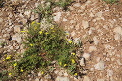 Potentilla inclinata