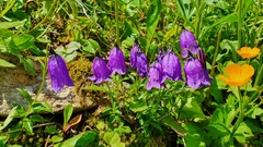 Campanula pulla